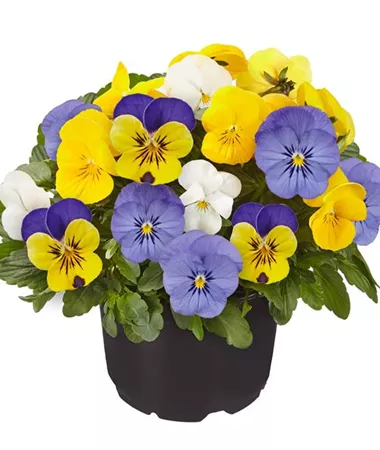 Viola x cornuta