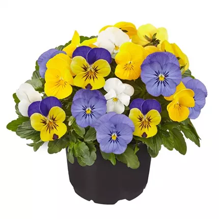 VIO-Twix® for Mix F1-Sverige-483443.jpg