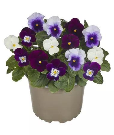 Viola x cornuta