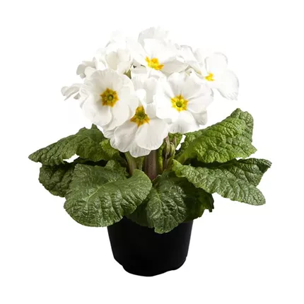 PRI-Inara® Late F1-White-468744.jpg