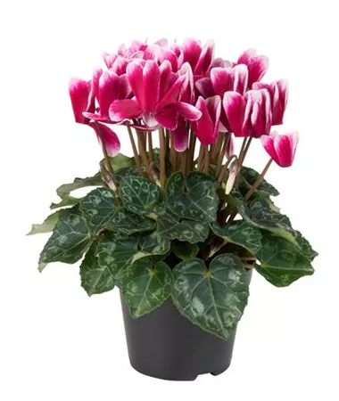 Cyclamen persicum