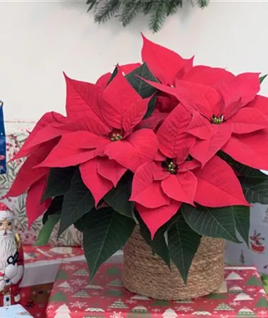 Euphorbia pulcherrima