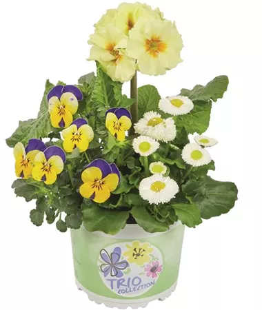 Bellis-Primula-Viola