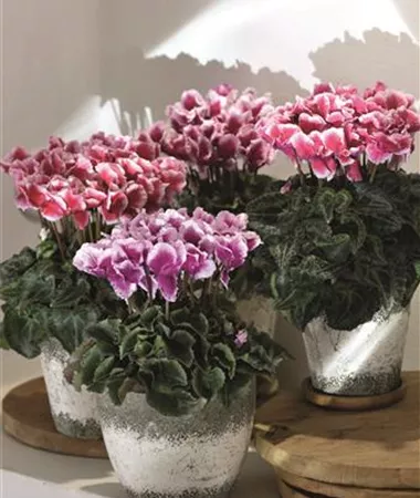 Cyclamen persicum