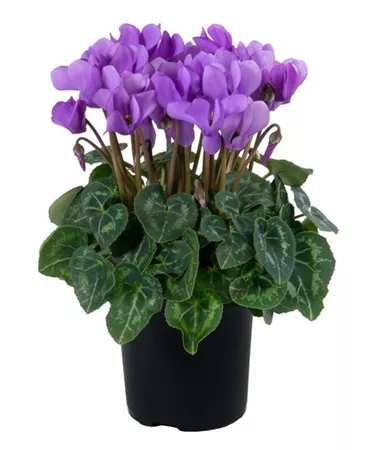 Cyclamen persicum
