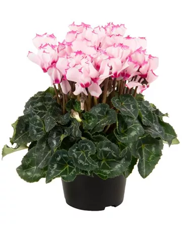 Cyclamen persicum