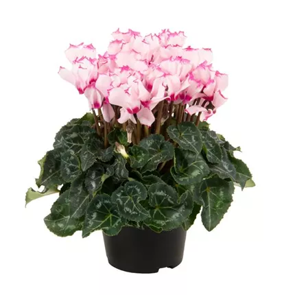 CYC-Super Serie® Verano® F1-Victoria Light Pink-427505.jpg