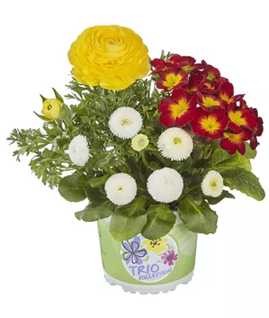 Bellis-Primula-Ranunculus