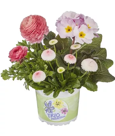 Bellis-Primula-Ranunculus