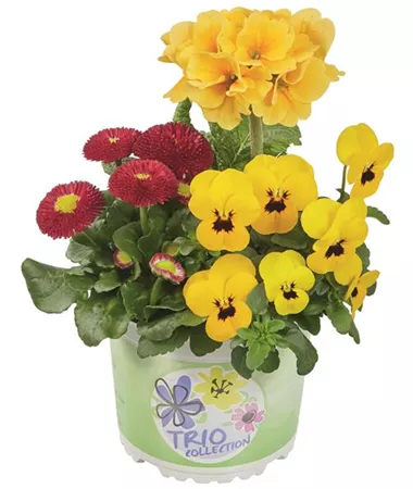 Bellis-Primula-Viola