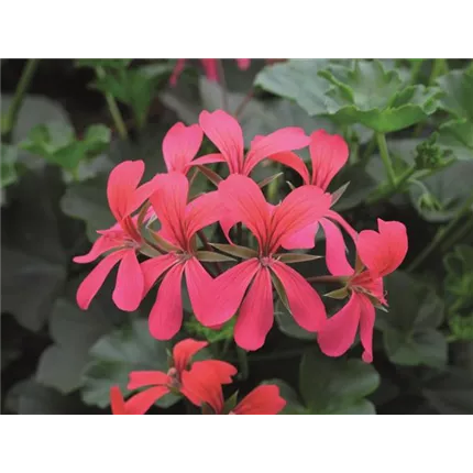 IMG_2599-461030- PEL Ville des Paris Rose.jpg