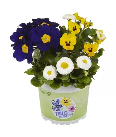 Bellis-Primula-Viola
