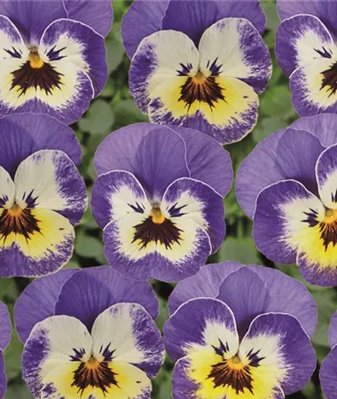 Viola x cornuta