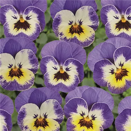 VIO-Twix® F1-Lavender Face-483101.jpg