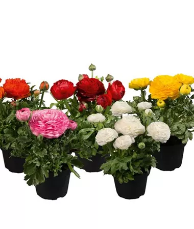 Ranunculus x asiaticus