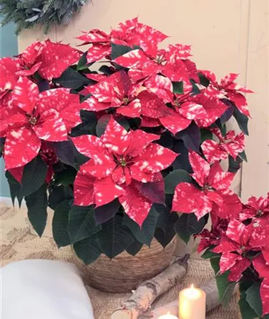 Euphorbia pulcherrima