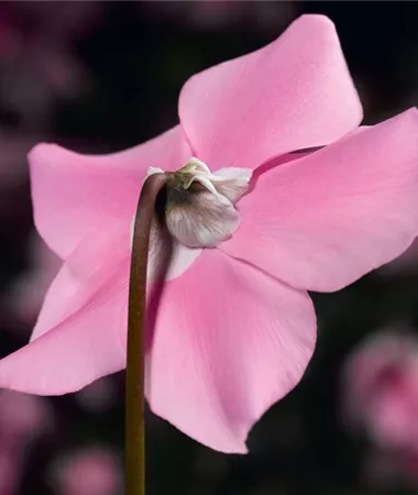 Cyclamen persicum