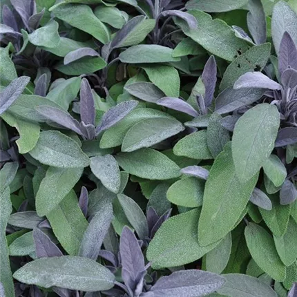 Salvia officinalis