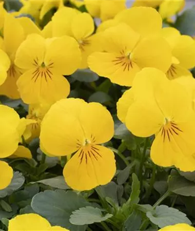 Viola x cornuta