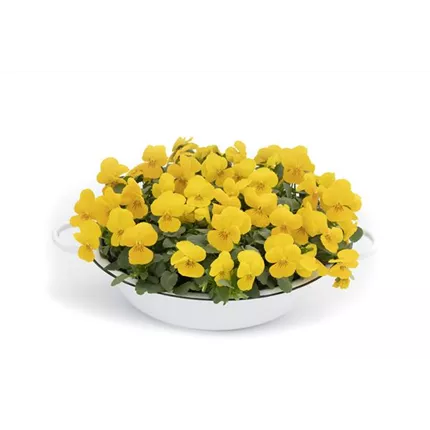 VIO_Twix® Power F1_Yellow_483650_Herbst2026 (5).jpg