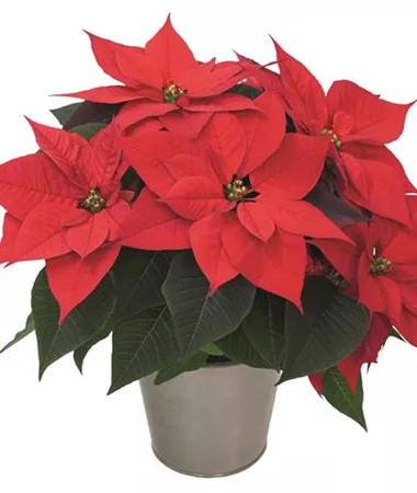 Euphorbia pulcherrima