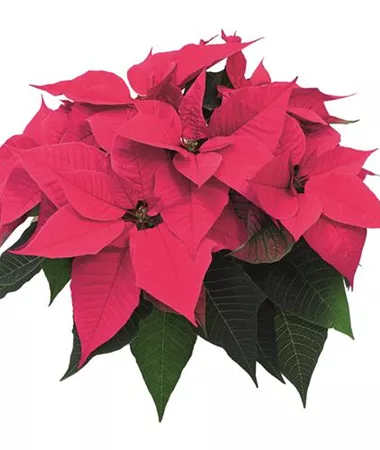 Euphorbia pulcherrima