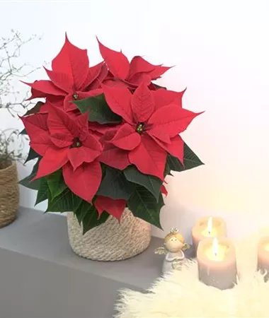 Euphorbia pulcherrima