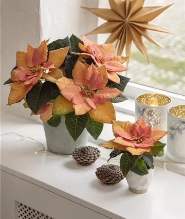 Euphorbia pulcherrima