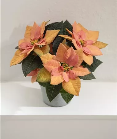 Euphorbia pulcherrima