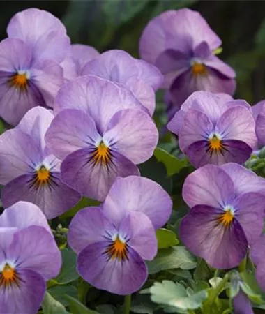Viola x cornuta
