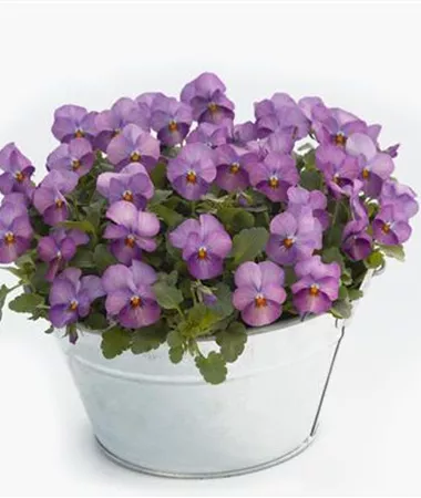 Viola x cornuta