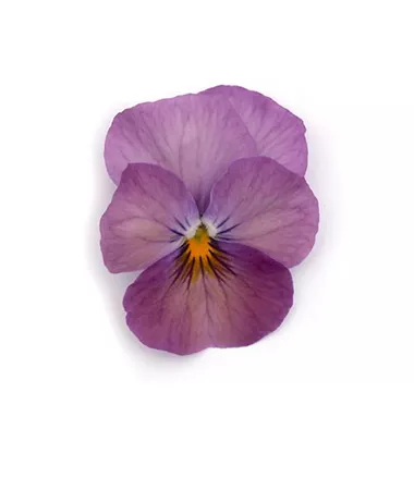 Viola x cornuta