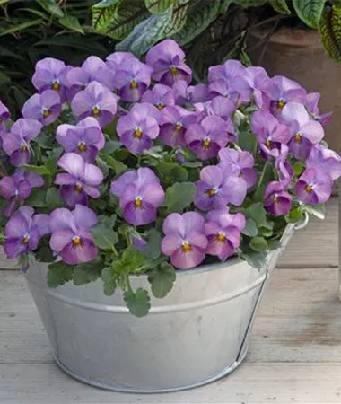 Viola x cornuta