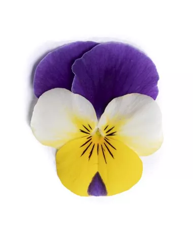 Viola x cornuta
