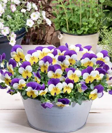 Viola x cornuta