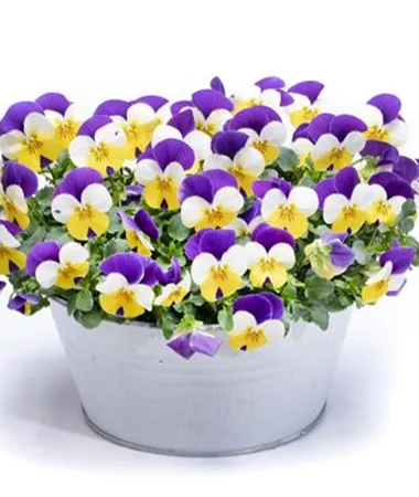 Viola x cornuta