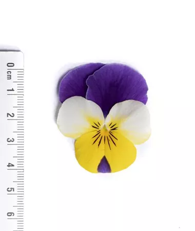 Viola x cornuta