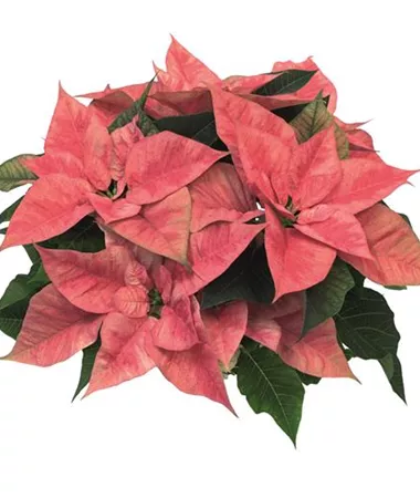 Euphorbia pulcherrima