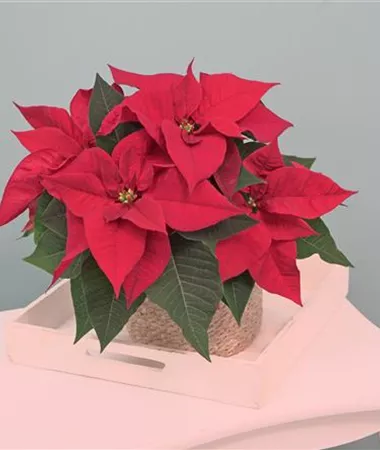 Euphorbia pulcherrima