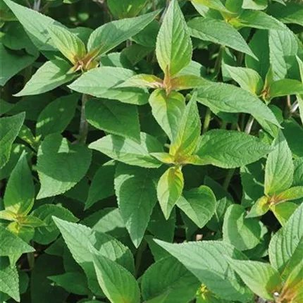 SAL_Pino_556900.jpg SAL_Pino_556900.jpg