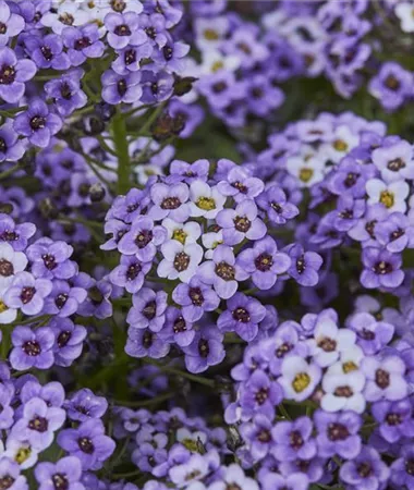 Lobularia maritima