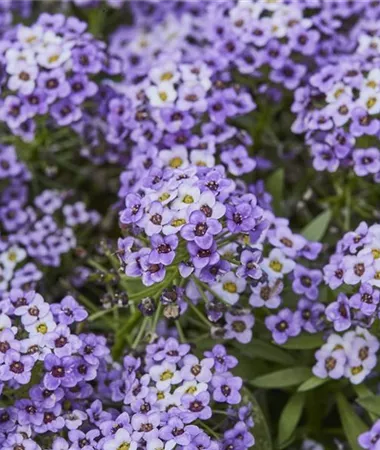 Lobularia maritima