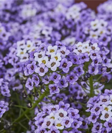 Lobularia maritima