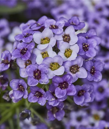 Lobularia maritima