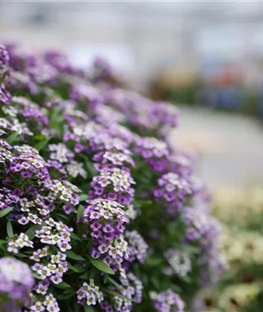Lobularia maritima