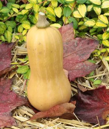 Cucurbita pepo