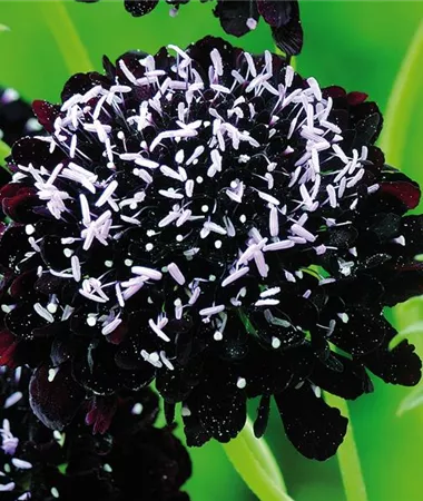 Scabiosa atropurpurea