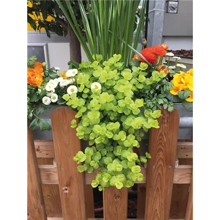 LYS_Goldilocks_456200 (1)_KATALOG.jpg