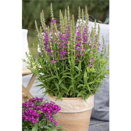 LYT-Little Robert-Little Robert-456225-15379-1.jpg