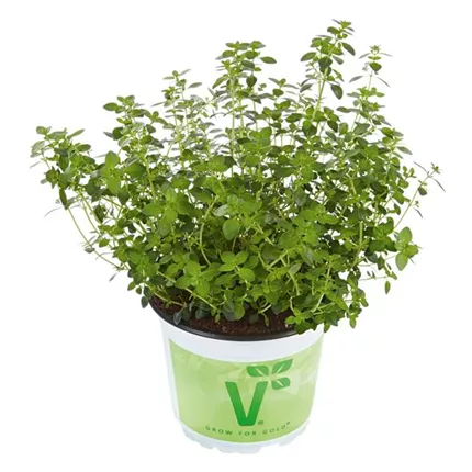 THY Summerdreams Lemon Green 557500.jpg